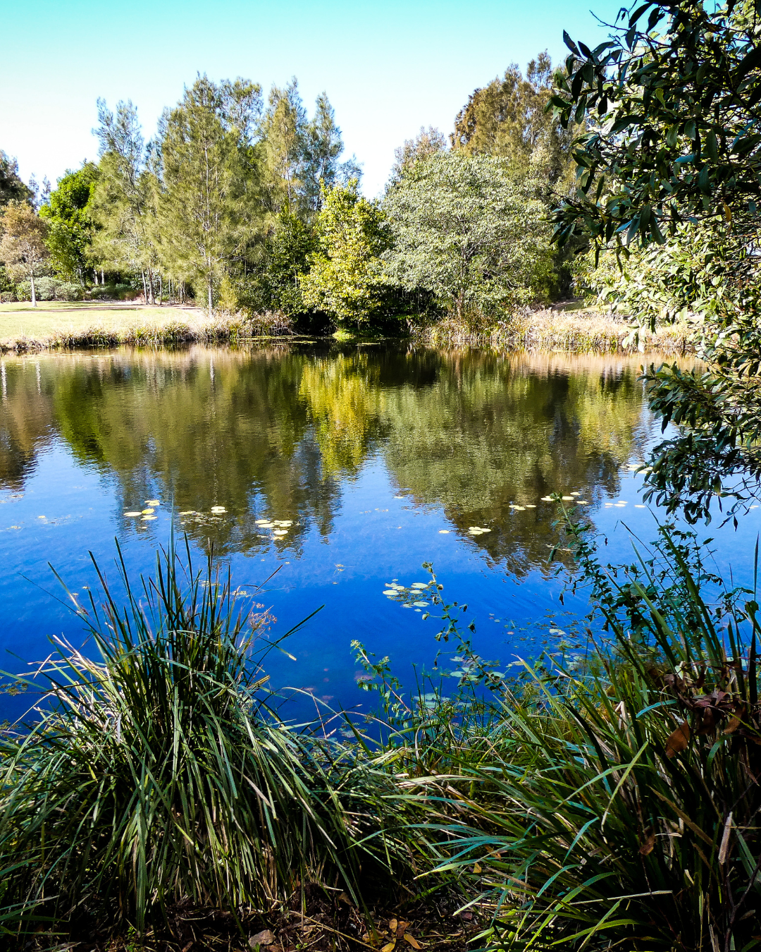 Peregian Springs Property Buyers Agent Home Scouts